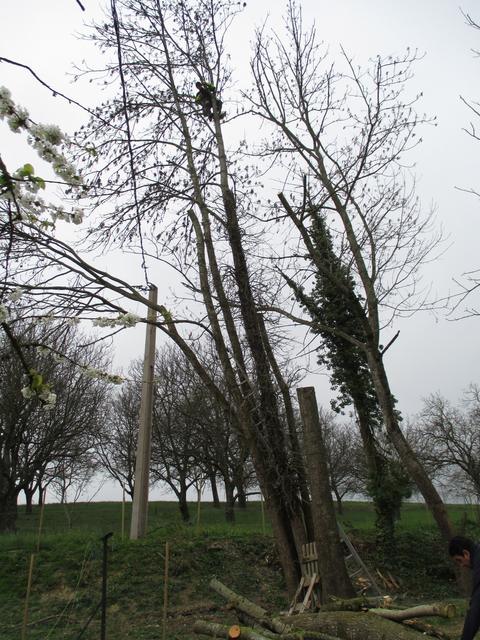 Élagage de bouleaux et de frênes, photo 7