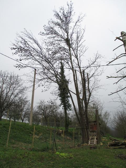 Élagage de bouleaux et de frênes, photo 5