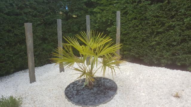Jardin de galets blancs et ardoise autour d'une piscine, photo 1